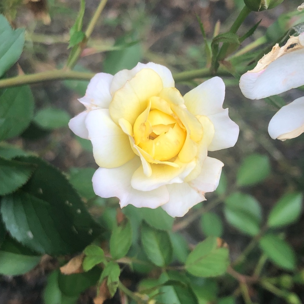 Meet your Posher, Zina